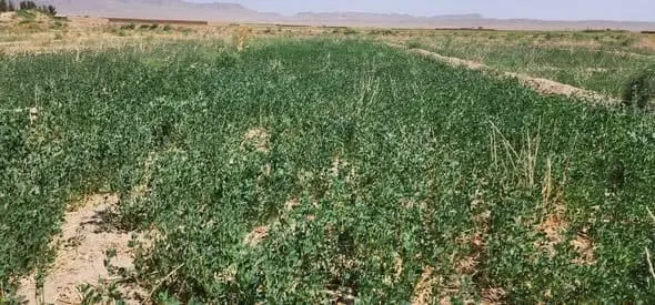 Land for sale, 13 jerib in Herat, Karimabad village, on 20m road (1)