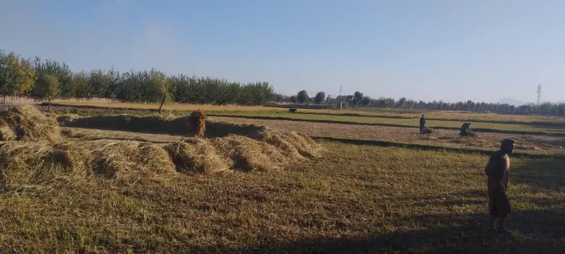 2.5 Jerib Land for Sale in Chodanghar, Herat (2)