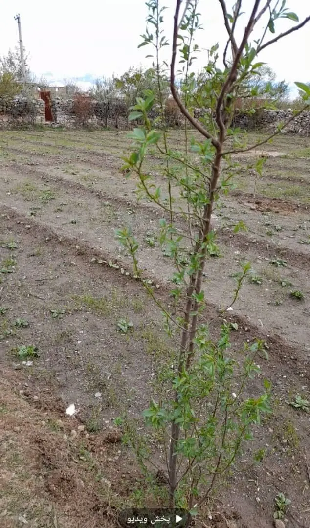 Commercial land 2 jerib in Kabul Jabal Saraj (3)