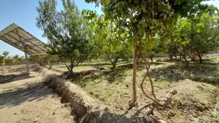 Garden for sale