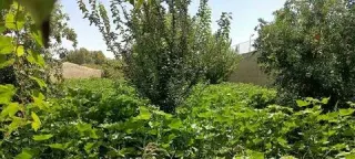 Garden for sale