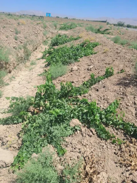 Garden for sale