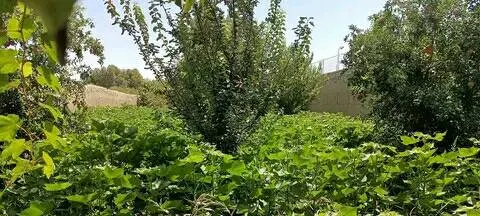 Garden for sale