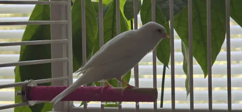 Canary