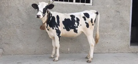 Iranian Breed Heifer
