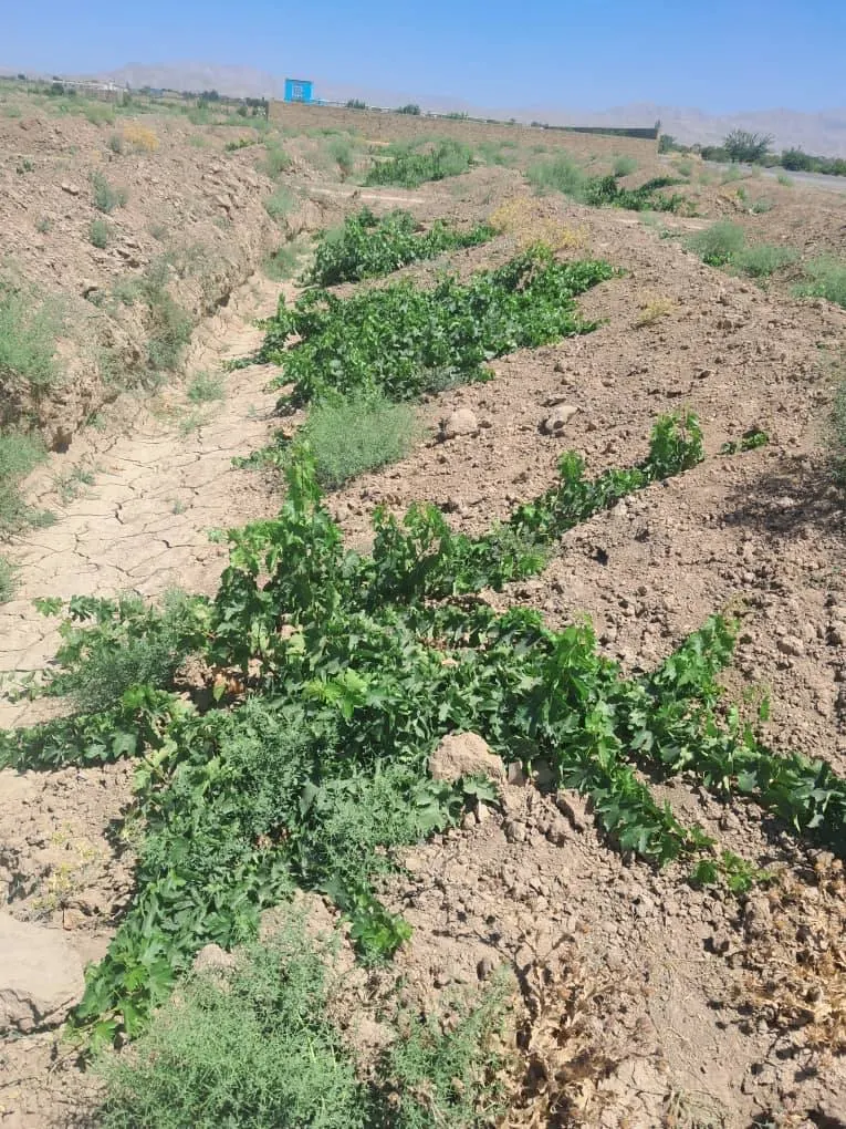 New vineyard for sale, 3000 m², Naudari village, Qaisar, Faryab