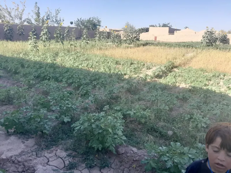 Walled garden for sale, 7 dang, Hazar Jerib, Guzara