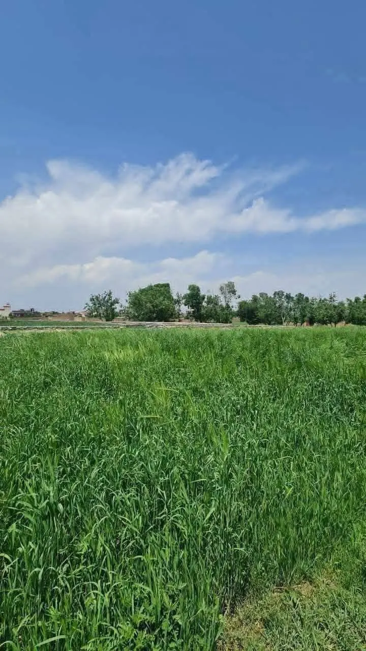 10 Biswa Land in Chilsitoon, Kabul