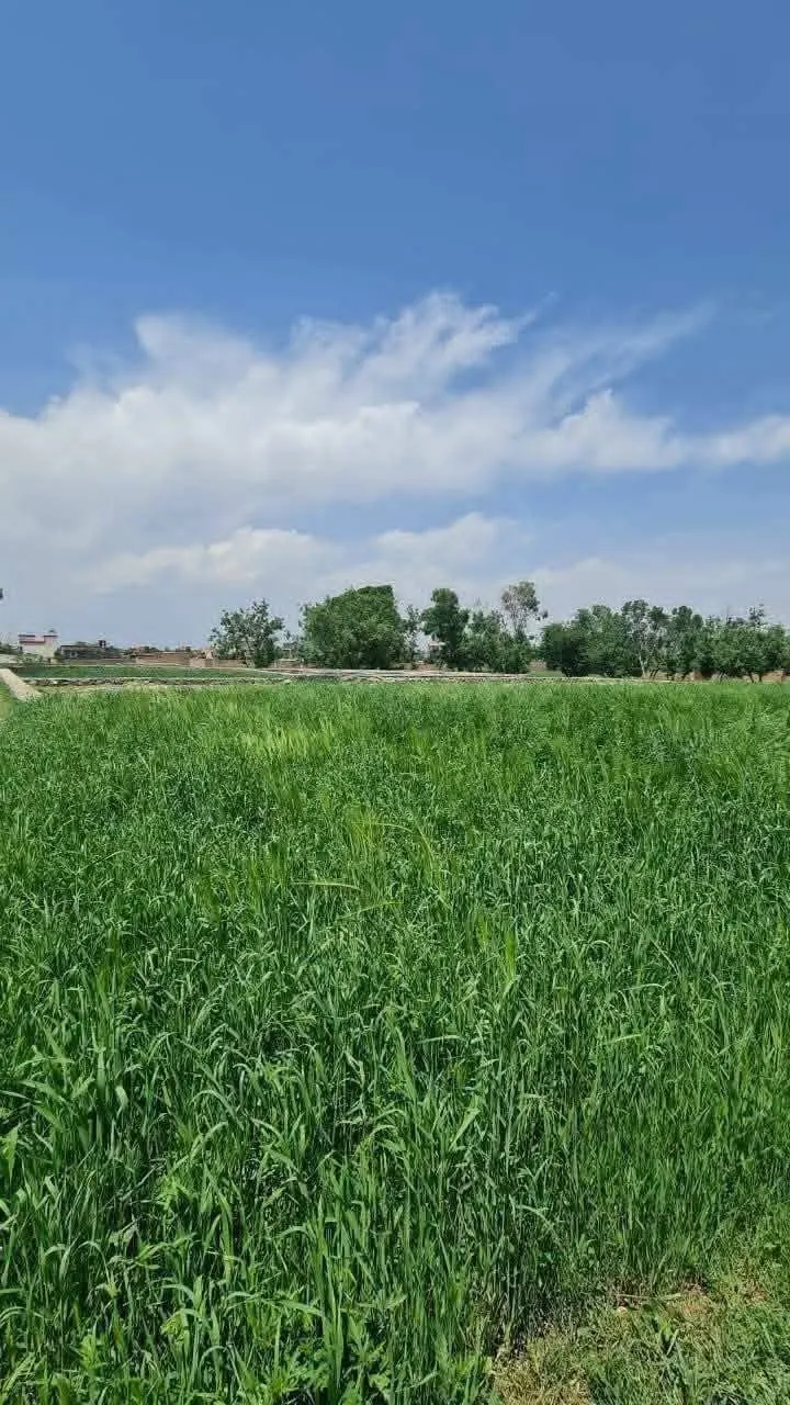 10 Biswa Land in Chilsitoon, Kabul