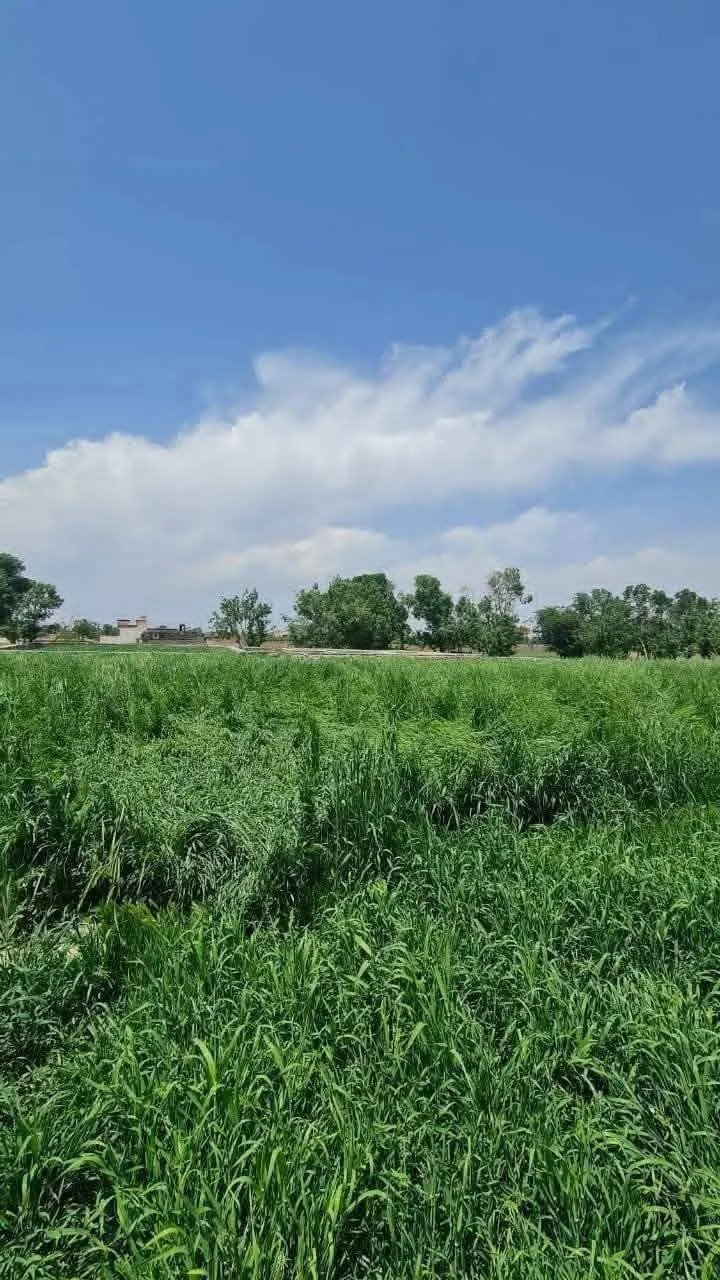 10 Biswa Land in Chilsitoon, Kabul